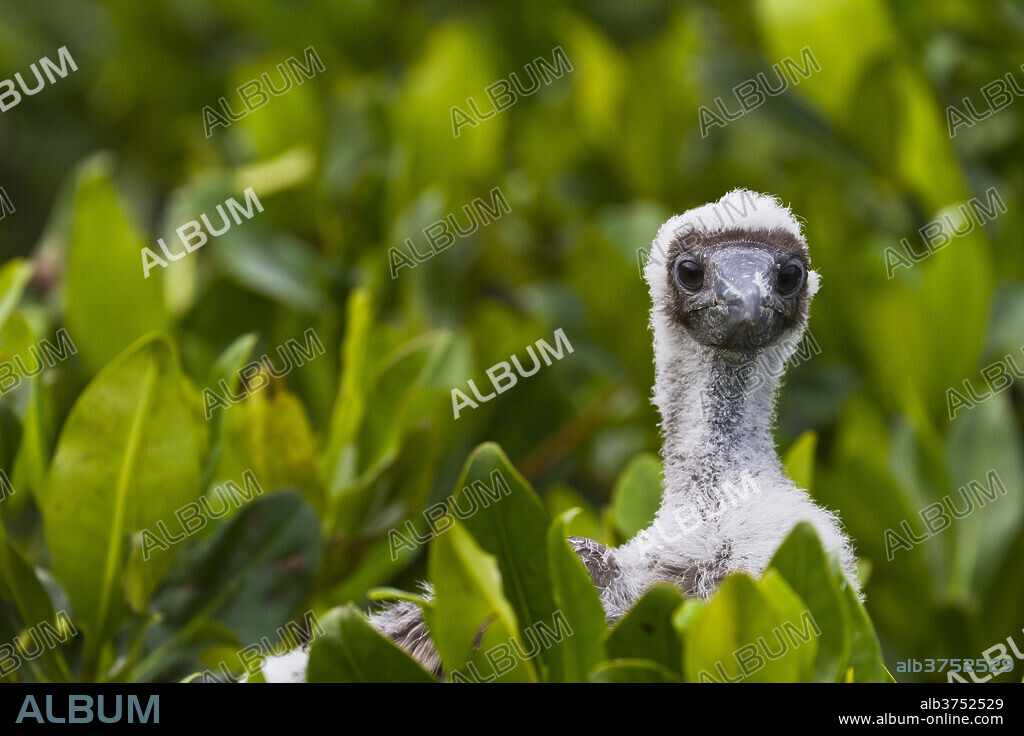 Red-footed booby (Sula sula) chick, Genovesa Island, Galapagos Islands, Ecuador, South America.