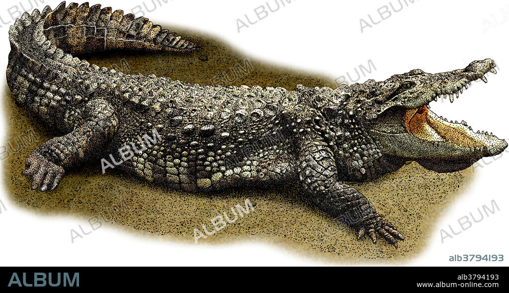 Illustration of the Mugger Crocodile (Crocodylus palustris), a medium-sized crocodile found throughout the Indian subcontinent. It is classified as vulnerable to extinction.