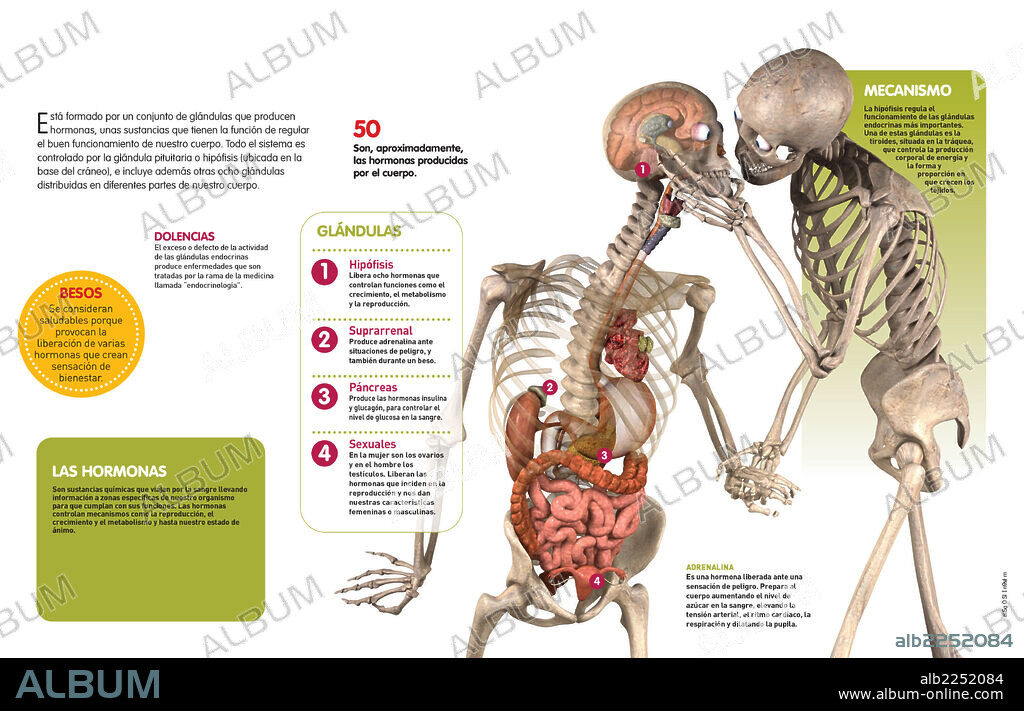 sistema endocrino. Infografía que presenta las funciones del sistema endocrino, las principales glándulas implicadas y su contribución a la regulación de organismo.