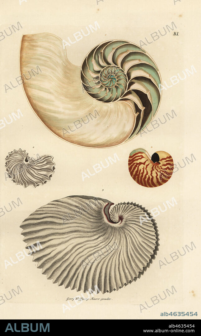 Cross-section through chambered nautilus shell, Nautilus pompilius (Nautilus crassus) 1, small nautilus, Nautilus pompilius suluensis 2, greater argonaut with narrow keel, Argonauta argo (Nautilus papyraceus) 3, and greater argonaut with broad keel 4. Handcoloured copperplate engraving by Georg Wolfgang Knorr from his Deliciae Naturae Selectae of Kabinet van Zeldzaamheden der Natuur, Blusse and Son, Nuremberg, 1771.