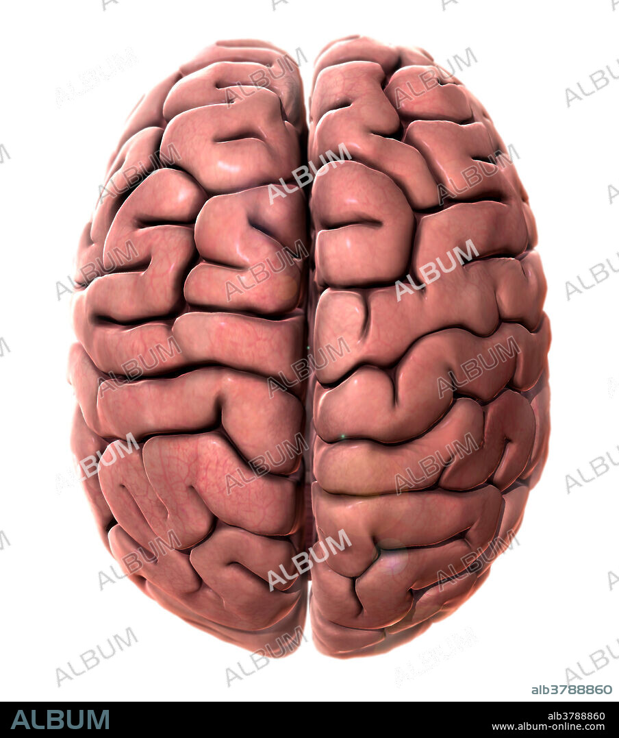A stylized 3D illustration of the human brain from a superior (top) view. The anterior (front) portion of the brain is located towards the top of the image.