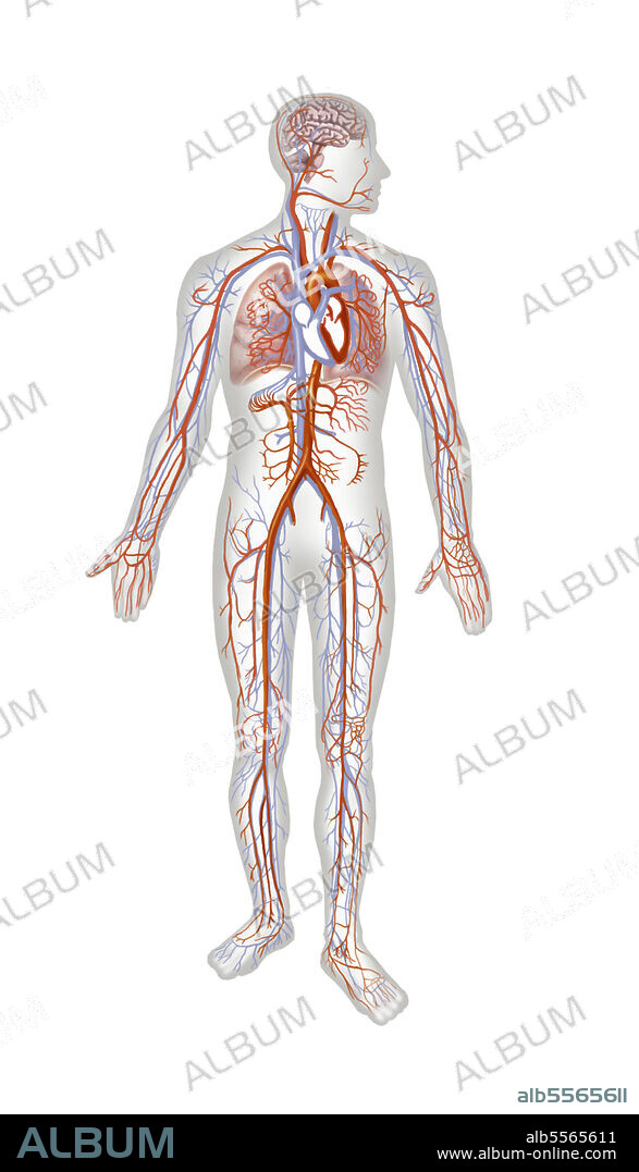 Full body circulatory system on white background.