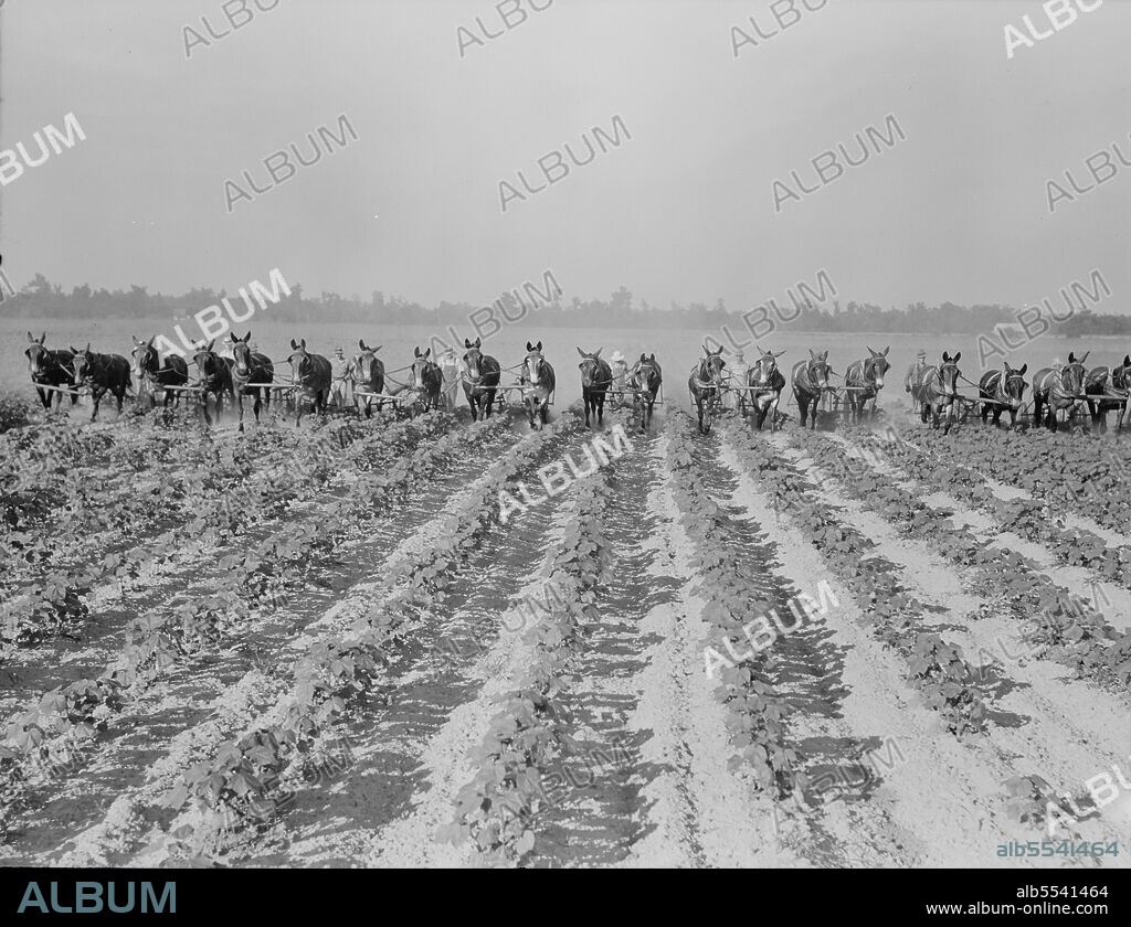 DOROTHEA LANGE. Cultivating cotton at Lake Dick project, Arkansas.
