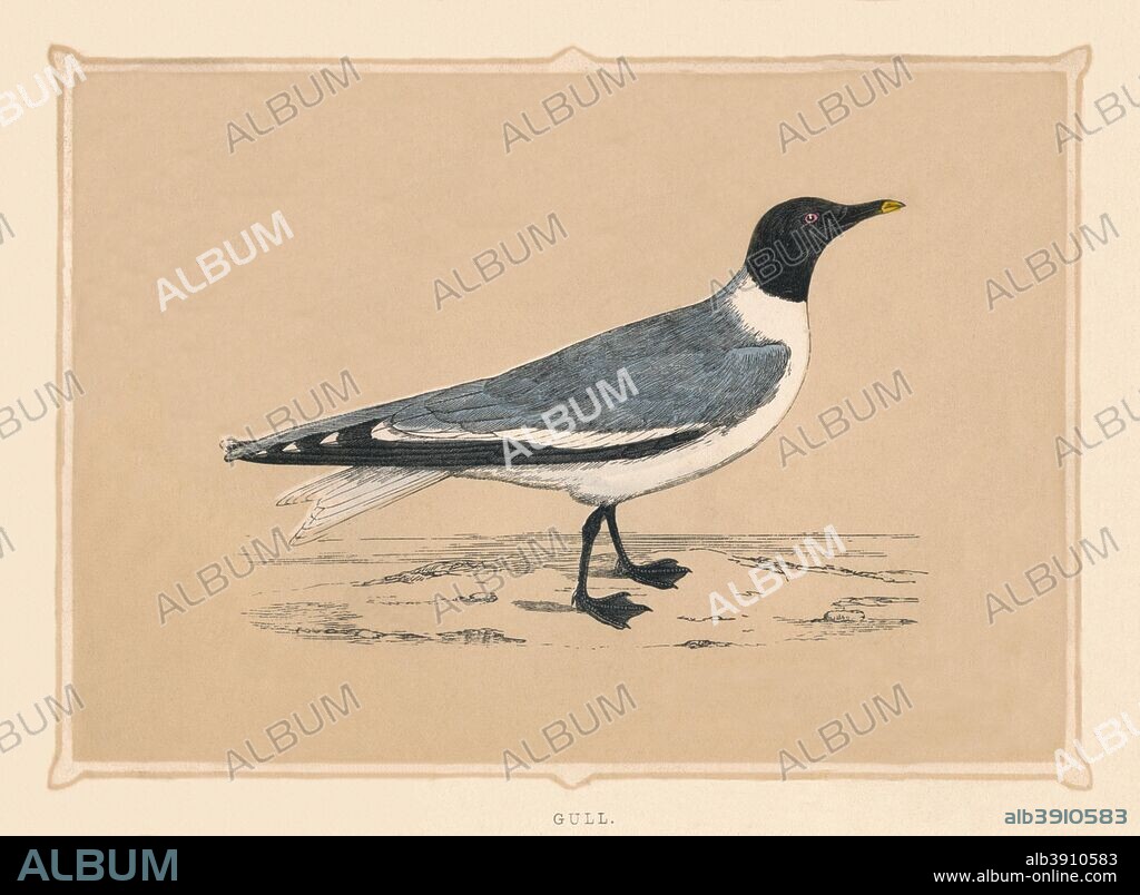 'Gull', (Laridae), c1850, (1856).  From Bible Natural History: containing a Description of Quadrupeds, Birds, Trees, Plants, Insects, Etc, Mentioned in the Holy Scriptures, by Reverend Francis Orpen Morris. [J. Ainsworth, Manchester, 1856].