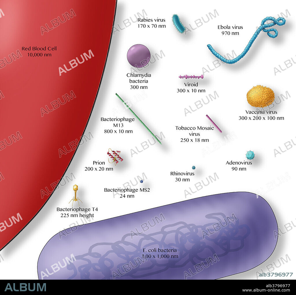 Diagram of viruses vs. bacteria size comparison, blood cell, medical visual illustration
