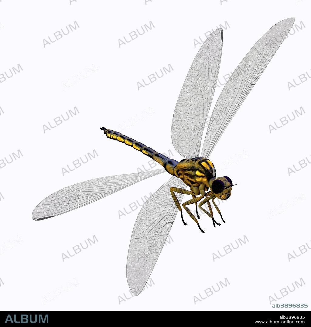 Meganeura was an insect dragonfly that lived in the Carboniferous Period of France and England.