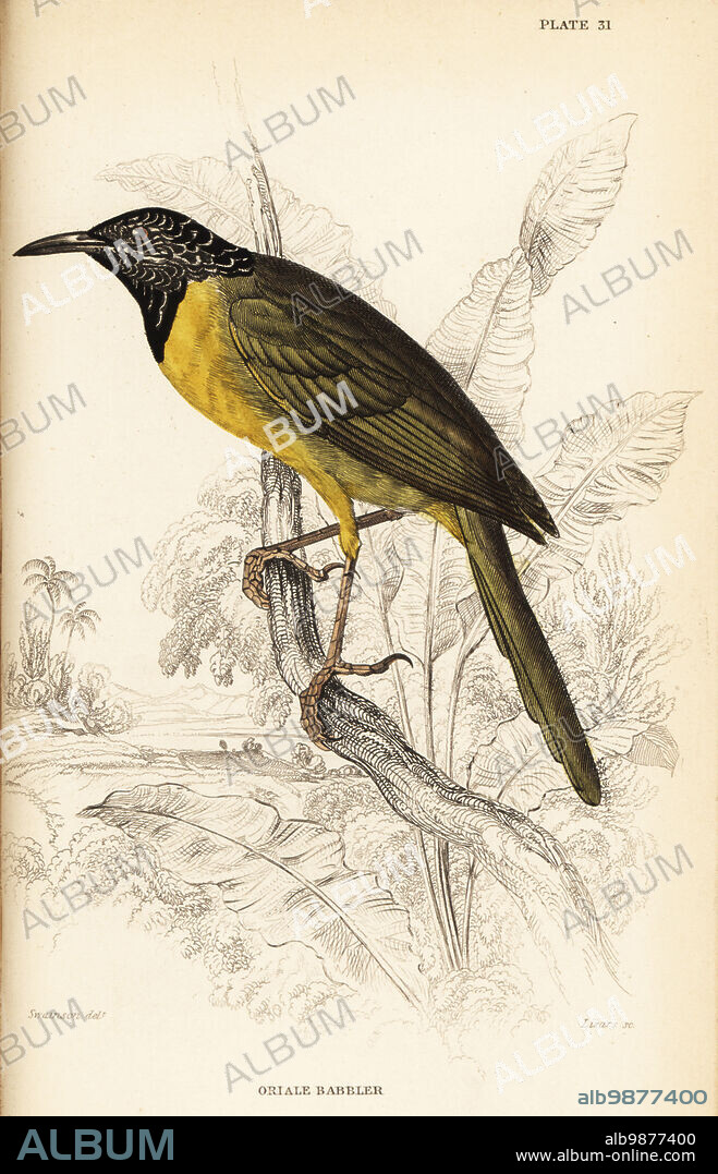 Oriole warbler, Hypergerus atriceps. (Oriale babbler, Crateropus oriolides.) Handcoloured steel engraving by William Lizars after an illustration by William John Swainson from his Birds of Western Africa in Sir William Jardines Naturalists Library: Ornithology, Lizars, Edinburgh, 1837.