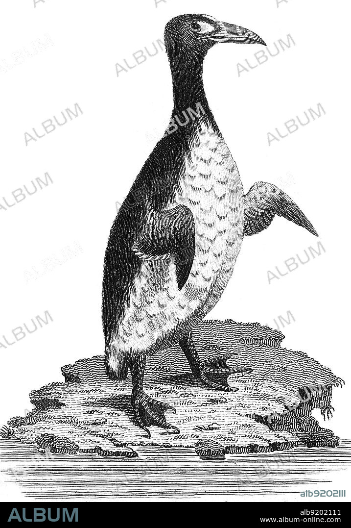 The great auk (Pinguinus impennis) is a species of flightless alcid that became extinct in the mid-19th century. It was the only modern species in the genus Pinguinus. It is not closely related to the birds now known as penguins, which were discovered later by Europeans and so named by sailors because of their physical resemblance to the great auk.