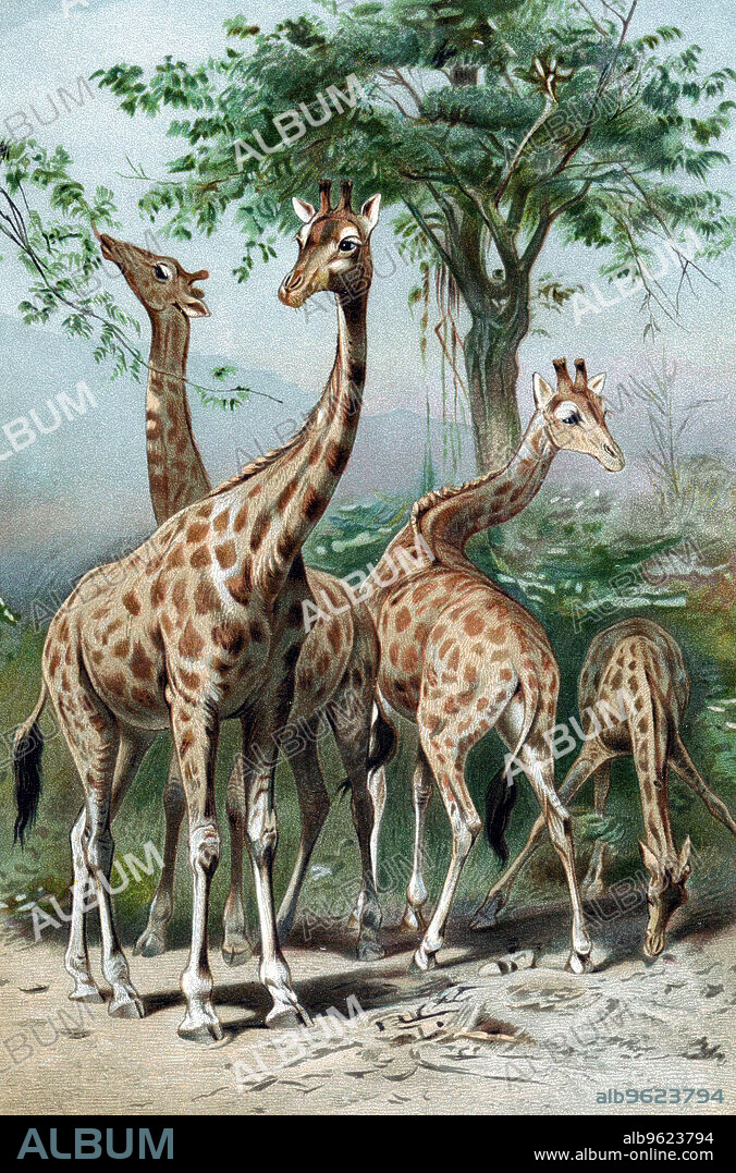 Giraffes browsing, c1885.  Jean-Baptiste Lamarck (1744-1829) French naturalist, considered that the giraffe illustrated 'Transformism' (also known as Lamarckism), his theory of evolution which stated that acquired characteristics could be inherited. His theory was rejected by geneticists from the 1930s onwards, except in the Soviet Union, where it continued to be accepted until the 1960s. Lamarck is also credited with being the first to use the term 'biology'.