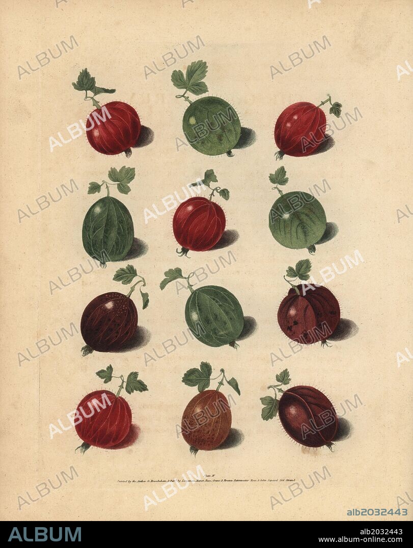 Gooseberry varieties, Ribes uva-crispa: Alcock's Duke of York, Mills' Champion, Lomaxe's Victory, Hill's Sir Peter Teazle, Warrington Red, Mills' Langly Green, Tillotson's Seedling, Woodman's White-Smith, Warwickshire Conqueror, Keaton's Britannia, Arrowsmith's Ruler of England, Hall's Porcupine. Handcoloured stipple engraving of an illustration by George Brookshaw from his own "Pomona Britannica," London, Longman, Hurst, etc., 1817. The quarto edition of the original folio edition published from 1804-1812. Brookshaw (1751-1823) was a successful cabinet maker who disappeared in the 1790s before returning as a flower painter with the anonymous "New Treatise on Flower Painting," 1797.