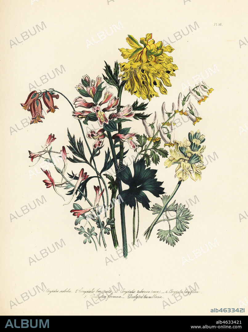 Noble corydalis, Corydalis nobilis, bracteated corydalis, Corydalis bracteata, hollow-rooted fumitory, Corydalis tuberosa, long-flowered corydalis, Corydalis longiflora, beautiful dielytra, Dielytra formosa, and hooded dielytra, Dielytra cucullaria. Handfinished chromolithograph by Henry Noel Humphreys after an illustration by Jane Loudon from Mrs. Jane Loudon's Ladies Flower Garden of Ornamental Perennials, William S. Orr, London, 1849.