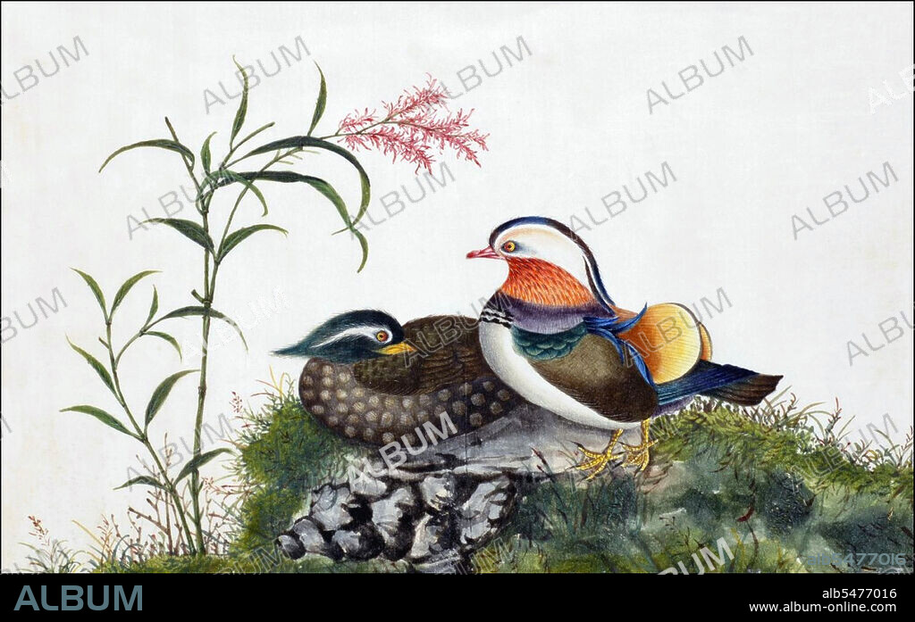 From a collection of beautifully painted Chinese ornothological studies, mid-19th century, by an anonymous painter. The Mandarin Duck (Aix galericulata), or just Mandarin, is a medium-sized perching duck. There are now less than 1,000 pairs left in the wild in China.