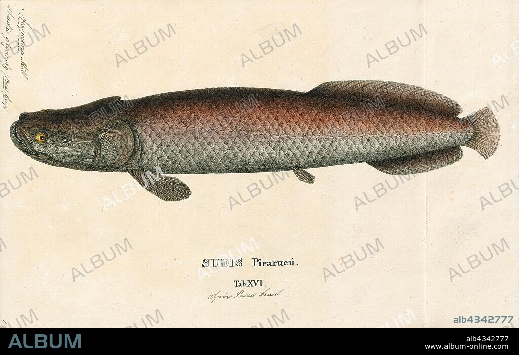 Arapaima gigas, Print, Arapaima gigas, also known as pirarucu, is a species of arapaima native to the basin of the Amazon River. Once believed to be the sole species in the genus, it is among the largest freshwater fish. The species is an obligate air-breather and needs to come to the surface regularly to gulp air., 1829.
