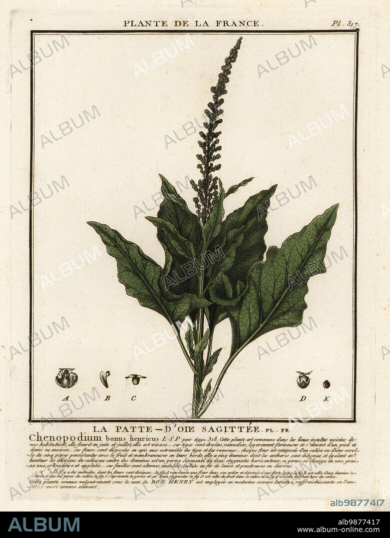 Good-King-Henry, La patte-doie sagittee, Chenopodium bonus-henricus. Copperplate engraving printed in three colours by Pierre Bulliard from his Herbier de la France, ou collection complete des plantes indigenes de ce royaume, Didot jeune, Debure et Belin, 1780-1793.