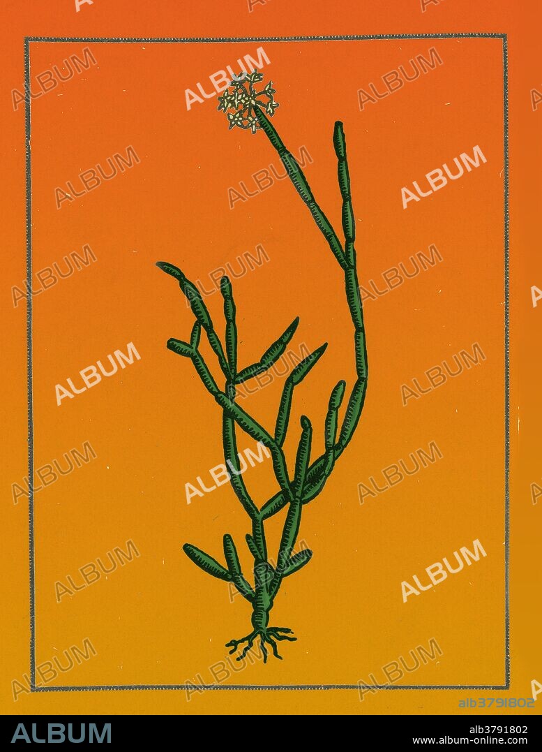 sarcostemma acidum. Native to east india, yields a milky, acidulous, narcotic juice. In ancient India an intoxicating concoction was prepared from its juice by mixing it with buffalo milk, butter, barley and water. This drink was used in Vedic sacrificial rites, in honor of Indra and other Hindu gods. The plant and its juice were considered to have divine power, and were worshiped as the incarnation of Soma, the revered Vedic god of the Soma juice, diety of the moon, and lord of the stars and vegetation. Soma, according to ancient Vedic mythology, was born by the churning of the ocean, and occupied the 3rd place among the Vedic gods.