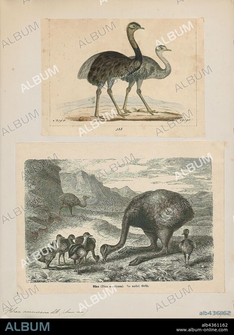 Rhea americana, Print, The greater rhea (Rhea americana) is a species of flightless bird native to eastern South America. Other names for the greater rhea include the grey, common, or American rhea; ñandú (Guaraní and Spanish); or ema (Portuguese). One of two species in the genus Rhea, in the family Rheidae, the greater rhea is native to Argentina, Bolivia, Brazil, Paraguay and Uruguay. It inhabits a variety of open areas, such as grasslands, savanna or grassy wetlands. Weighing 20–27 kilograms (44–60 lb), the greater rhea is the largest bird in South America. In the wild, the greater rhea has a life expectancy of 10.5 years. It is also notable for its reproductive habits, and for the fact that a population has established itself in Northern Germany in recent years. The species is listed as Near Threatened by the IUCN., 1700-1880.