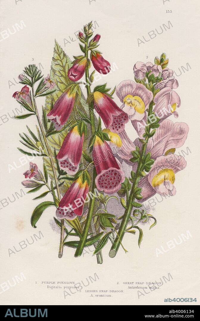 Foxglove (Digitalis purpurea) (centre), c1885. Used in traditional herbal medicine, foxgloves are the natural source of digitalin, a powerful cardiac stimulant, valuable in the treatment of heart disease. The British physician William Withering (1741-1799) carried out clinical trials, publishing his results in 1785.   On the left is Weasel Snout or Lesser Snapdragon (Antirrhinum orontium). On the right is a wild form of the Great or Garden Snapdragon (Antirrhinum majus).