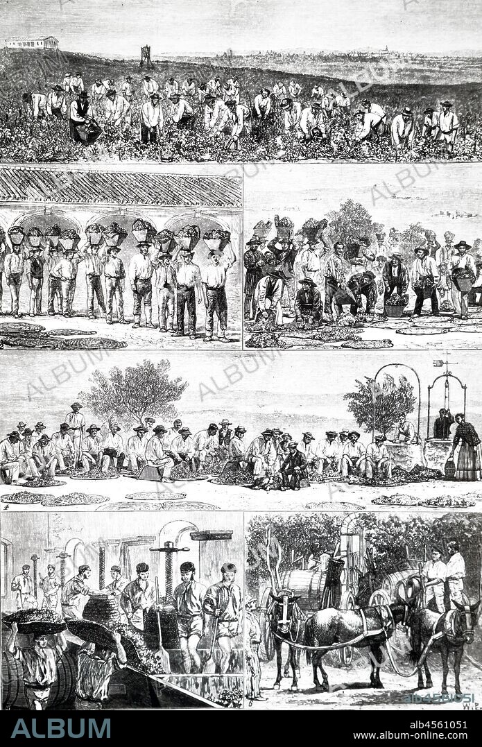 An engraving depicting vintage Sherry production. in Cerro de Obregon vineyard. Jerez. Spain. 1876.  1:Gathering grapes 2&3:Spreading grapes to dry  4:Removing large stalks 5:Pressing 6: Delivering mosto to the Bodega.