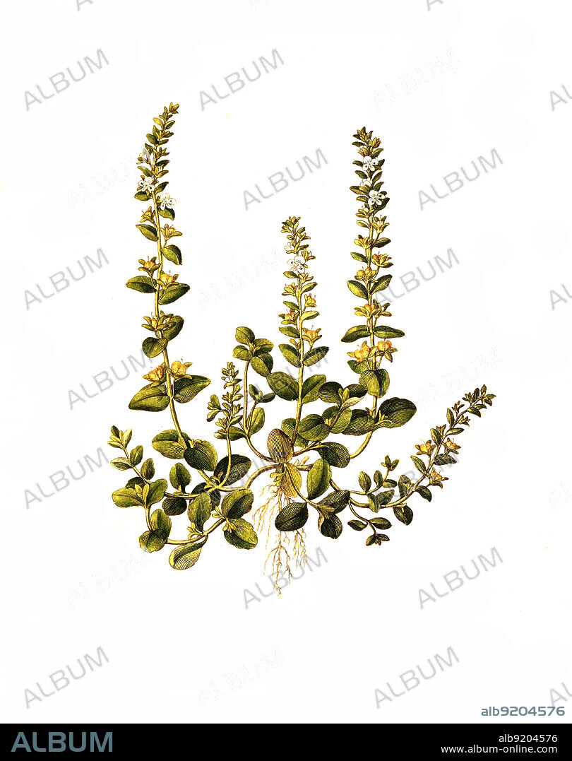 Quendel-Ehrenpreis, Veronica serpyllifolia, auch Quendelblättriger Ehrenpreis oder Thymianblättriger Ehrenpreis, eine Pflanzenart aus der Gattung Ehrenpreis Veronica innerhalb der Familie der Wegerichgewächse / Veronica serpyllifolia, the thyme-leaved speedwell or thymeleaf speedwell, is a perennial flowering plant in the plantain family.