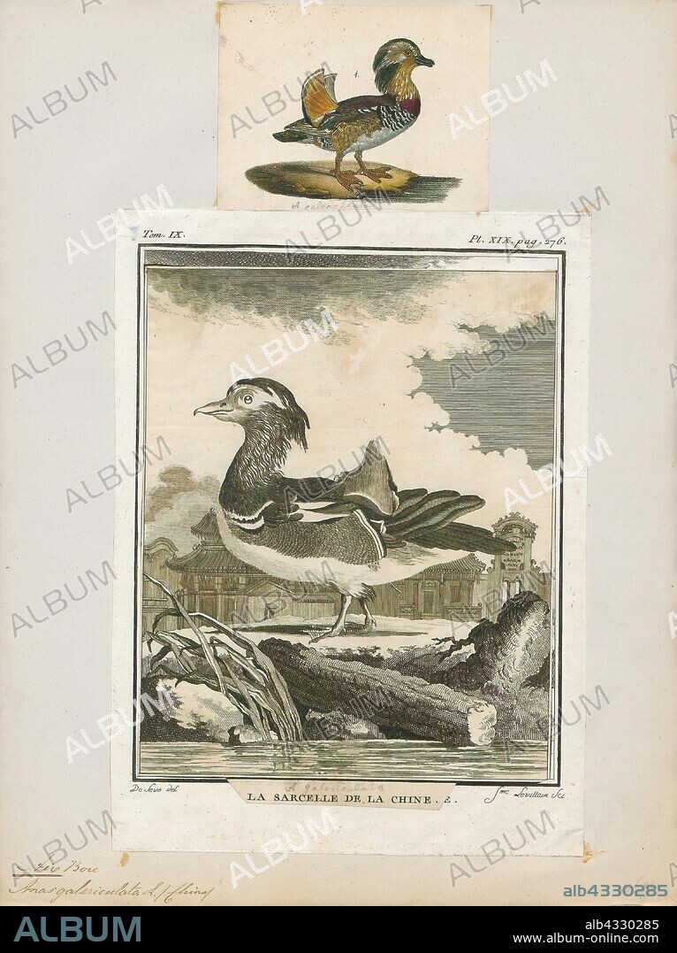 Aix galericulata, Print, The mandarin duck (Aix galericulata) is a perching duck species native to East Asia. It is medium-sized, at 41–49 cm (16–19 in) long with a 65–75 cm (26–30 in) wingspan. It is closely related to the North American wood duck, the only other member of the genus Aix. Aix is an Ancient Greek word which was used by Aristotle to refer to an unknown diving bird, and galericulata is the Latin for a wig, derived from galerum, a cap or bonnet., 1700-1880.