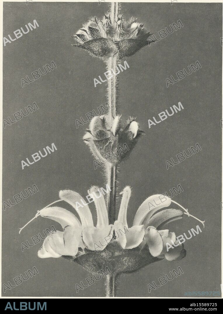 Plant study, Urformen der Kunst (series title), facher Vergrößerung. From a loose-leaf edition., photograph, Karl Blossfeldt, Karl Nierendorf, publisher: Ernst Wasmuth, Berlin, 1928, paper, height, 312 mm × width, 242 mm.