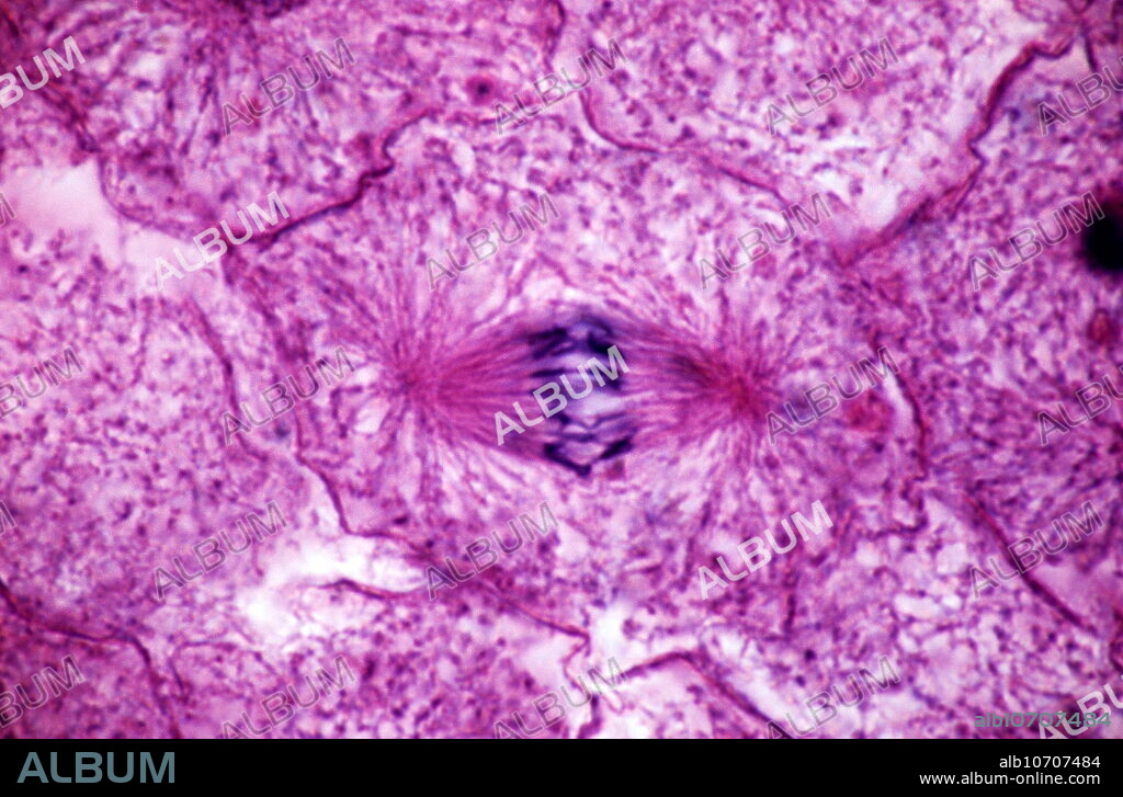 Early anaphase of mitosis. (Image 7 of 13). Light micrograph (LM) of a whitefish cell (Coregonus sp.) undergoing cell division (mitosis). The cell is in the the early anaphase (third) stage of mitosis. Individual chromosomes can be seen within the cell as black thread-like structures (centre). During anaphase, the chromosomes attached to the spindles (left and right of chromosomes) divide and move to opposite poles (ends) of the cell. At the end of anaphase, each pole contains a complete set of chromosomes. For a sequence showing mitosis, see images P673/069-081.