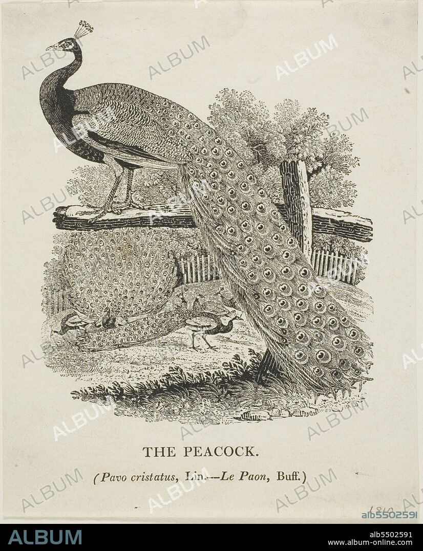 THOMAS BEWICK. Peacock, n.d.