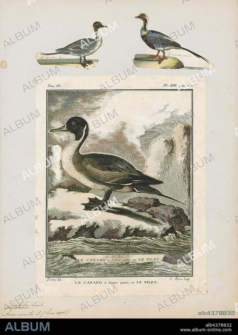 Dafila acuta, Print, The pintail or northern pintail (Anas acuta) is a duck with wide geographic distribution that breeds in the northern areas of Europe, Asia and North America. It is migratory and winters south of its breeding range to the equator. Unusually for a bird with such a large range, it has no geographical subspecies if the possibly conspecific duck Eaton's pintail is considered to be a separate species., 1700-1880.