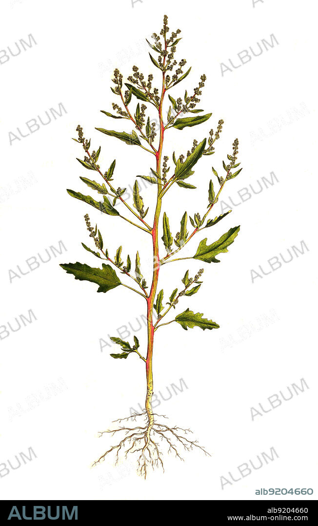 Schwedischer Gänsefuß, Chenopodium suecicum, auch Schweden-Gänsefuß oder Grüner Gänsefuß / Chenopodium suecicum is a species of flowering plant belonging to the family Amaranthaceae, historical, digital improved reproduction of an original from the 19th century / digital restaurierte Reproduktion einer Originalvorlage aus dem 19. Jahrhundert, genaues Originaldatum nicht bekannt.