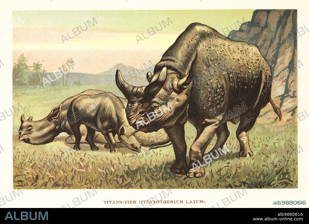 Megacerops, extinct genus of odd-toed ungulates, rhinoceros-like browsers, endemic to North America during the Late Eocene. After a reconstruction by Professor Henry Fairfield Osborn of New York. Titanotherium elatum. Titans-tier, Titanotherium latum. Colour printed illustration by F. John from Wilhelm Bolsches Tiere der Urwelt (Animals of the Prehistoric World), Reichardt Cocoa company, Hamburg, 1908.