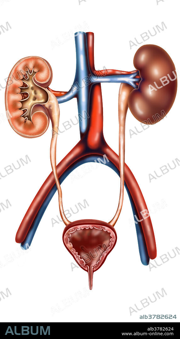 The urinary system (also called the excretory system) is the organ system that produces, stores, and eliminates urine. In humans it includes two kidneys, two ureters, the bladder and the urethra.