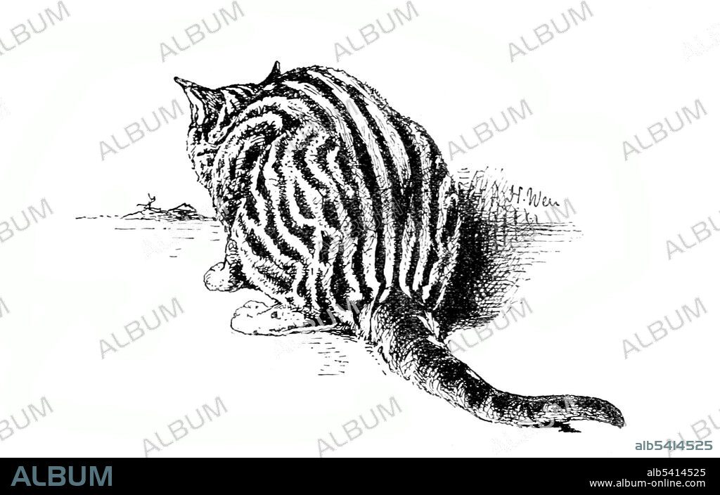 A tabby is any domestic cat (Felis catus) that has a coat featuring distinctive stripes, dots, lines or swirling patterns, always together with a mark resembling an 'M' on its forehead. The Mackerel tabby pattern has vertical, gently curving stripes on the side of the body. The stripes are narrow and may be continuous or broken into bars and spots on the flanks and stomach. Harrison William Weir (May 5, 1824 - January  31, 1906) was an English gentleman and artist. In 1889, he wrote Our Cats and All About Them describing and illustrating the pedigree varieties of the time.