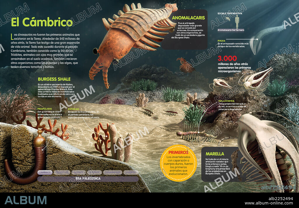 El Cámbrico. Infografía de los primeros animales y organismos que habitaron la Tierra en el período Cámbrico (alrededor de 542 millones de años atrás).