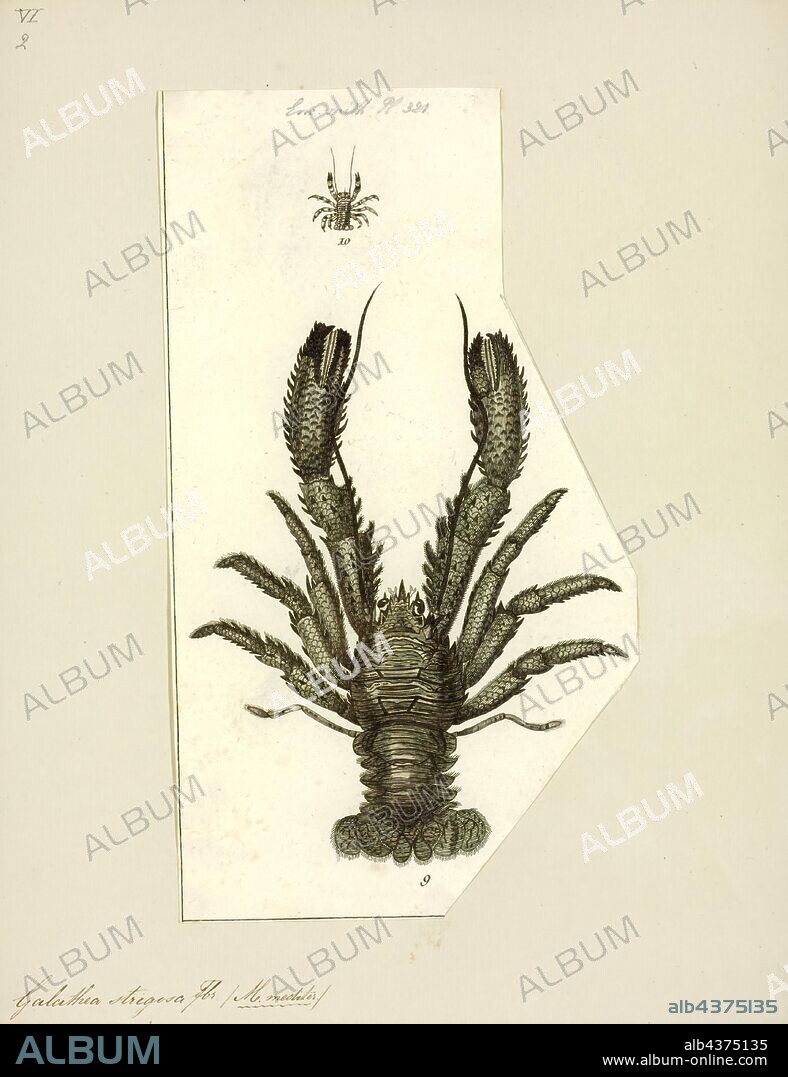 Galathea strigosa, Print, Galathea strigosa is a species of squat lobster found in the northeast Atlantic Ocean, from the Nordkapp to the Canary Islands, and in the Mediterranean Sea and Red Sea. It is edible, but not fished commercially. It is the largest squat lobster in the northeast Atlantic, reaching a length of 90 millimetres (3.5 in), or a carapace length of 53 mm (2.1 in), and is easily identified by the transverse blue stripes across the body.