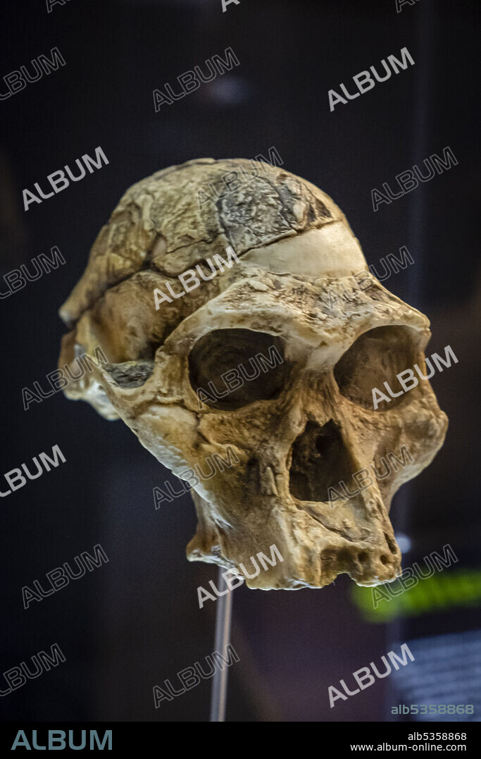 Australopithecus afarensis,,skull replica, Museo de la evolución humana, MEH, Burgos , Spain.