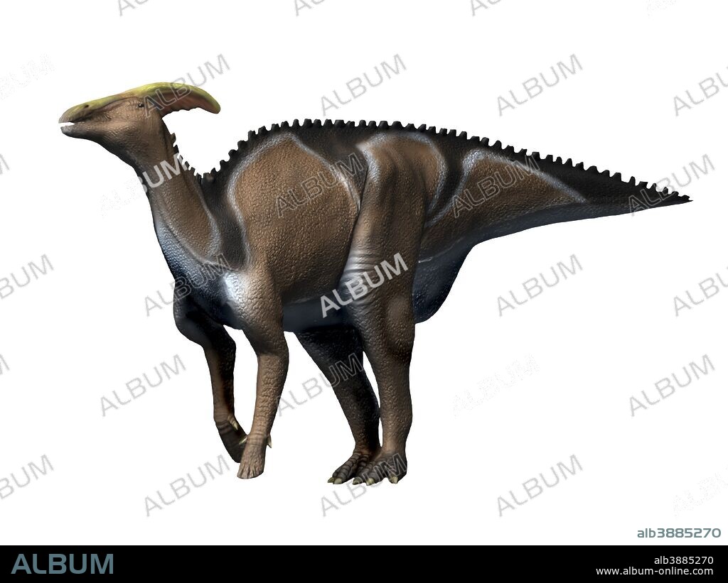 Charonosaurus dinosaur, white background.