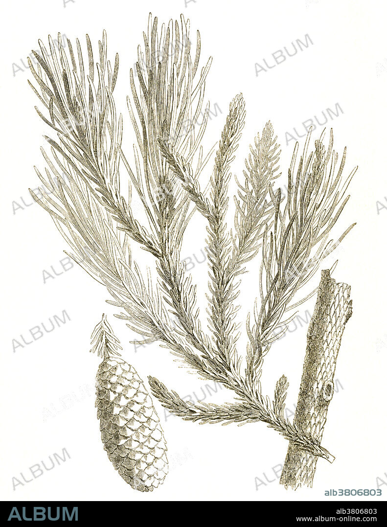 Branch and cone of Voltzia, a Triassic Period conifer. Illustration from Louis Figuier's The World Before the Deluge, 1867 American edition.