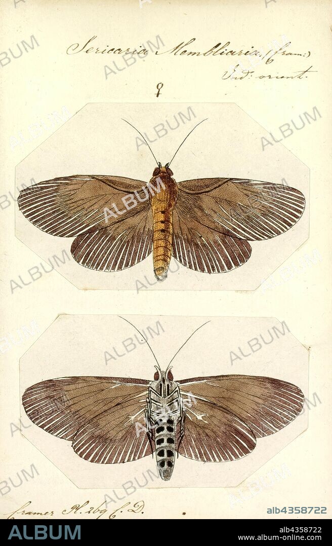 Sericaria, Print, Lymantria is a genus of tussock moths in the family Erebidae. They are widely distributed throughout Europe, Japan, India, Sri Lanka, Myanmar, Java, and Celebes. It was described by Jacob Hübner in 1819.