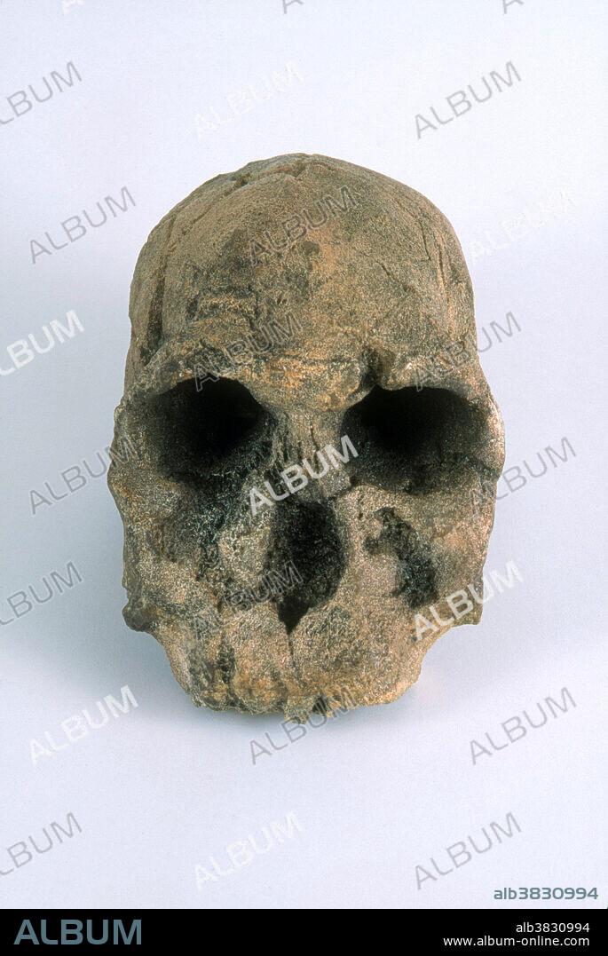 Resin cast of a prehistoric human skull (Homo habilis). Homo habilis lived from approximately 2.3 million to 1.4 million years ago at the beginning of the Pleistocene period. Mary and Louis Leakey are credited with the discovery of this species, found in Tanzania, Africa.