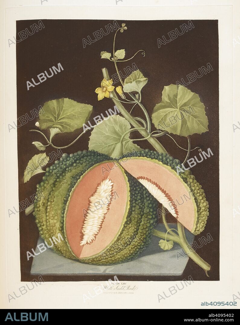 GEORGE BROOKSHAW. Melon. Pomona Britannica; or a collection of the most est. London, 1812. Source: 10.Tab.41, plate 65.