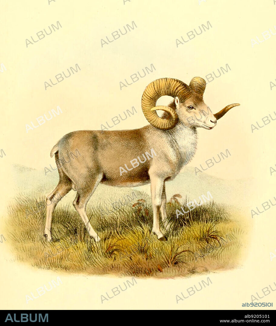 Altai-Argali, Ovis ammon ammon, eine traditionelle Unterart des Argali, ein Wildschaf, das im Hochland des Altai-Gebirges umherzieht, Historisch, digital restaurierte Reproduktion einer Vorlage aus dem 19. Jahrhundert / Altai argali, Ovis ammon ammon, a traditional subspecies of argali, a wild sheep that roams the highlands of the Altai Mountains, historical, digital improved reproduction of an original from the 19th century.