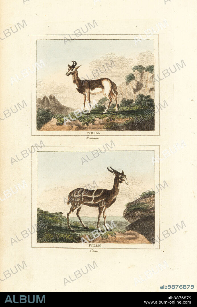 Dama gazelle of Senegal, Nanger dama 155, and harnessed bushbuck, northern bushbuck or guib, Tragelaphus scriptus 156. Handcoloured copperplate engraving after Jacques de Seve from James Smith Barrs edition of Comte Buffons Natural History, A Theory of the Earth, General History of Man, Brute Creation, Vegetables, Minerals, T. Gillet, H. D. Symonds, Paternoster Row, London, 1807.