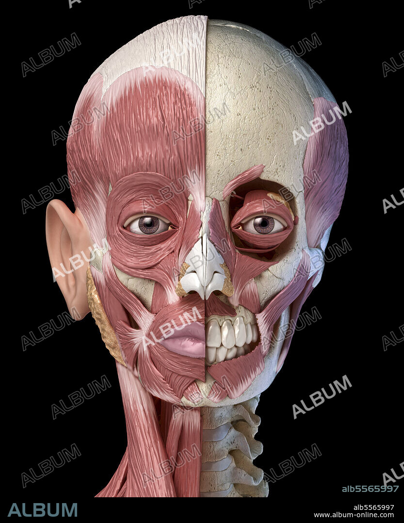 Split view anatomy of the human facial muscles with partial view of skull. Anterior view on black background.