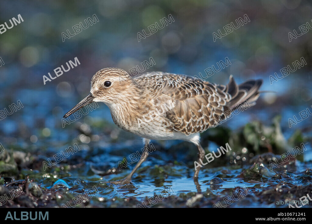 Baird's Sandpiper, Calidris bairdii. Foraging along shoreline at Sandy Point in West Haven CT, USA.