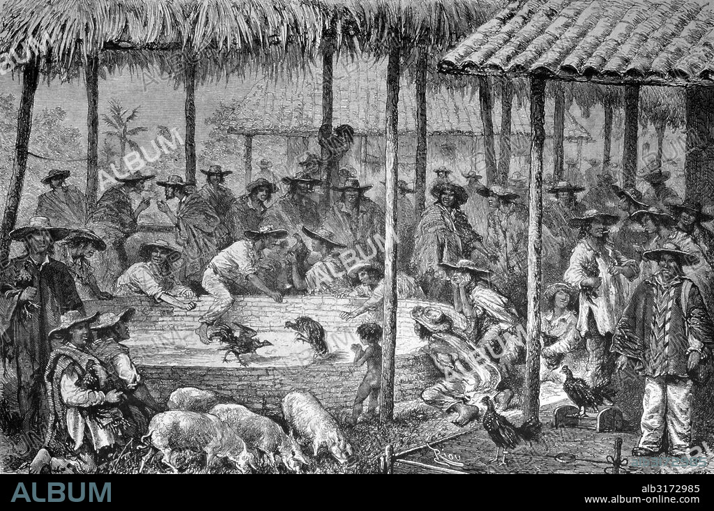 Cock fight in south america, historical illustration, circa 1886.