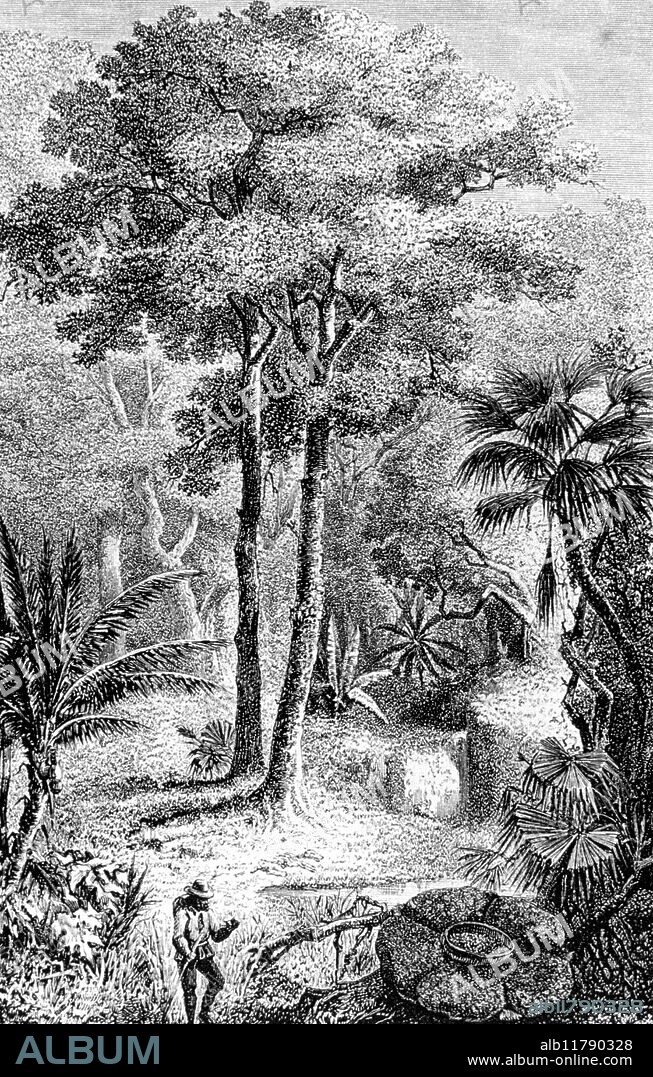 The poison tree or Upas of Java - From F. A. Pouchet, THE UNIVERSE (1890). The Upas tree (Antiaris toxicaria), an evergreen plant in the mulberry family, grows prediminantly in Southeast Asia, mainly India and Sri Lanka. It is known to produce a poisonous latex, known in Java as "Upas", from the Javanese word for "poison". ©TopFoto / Fortean.