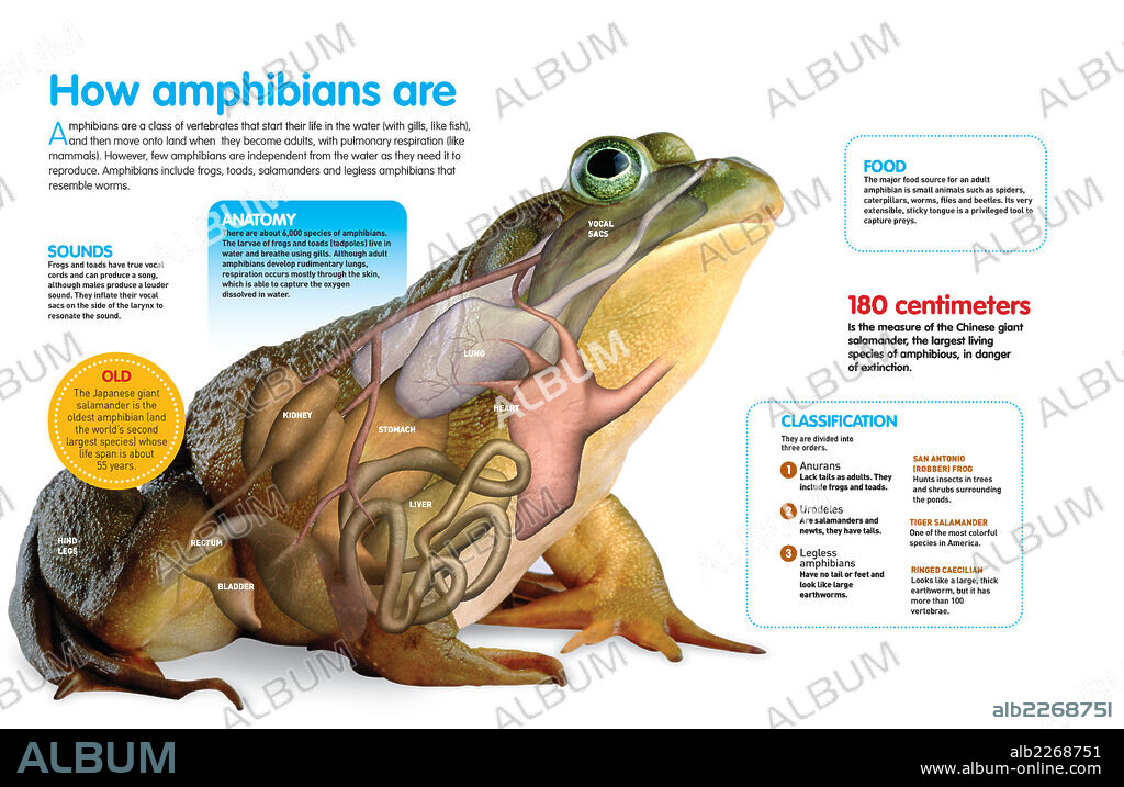 How amphibians are. Infographic about amphibians, their characteristics and classification, detailed anatomy of a toad.