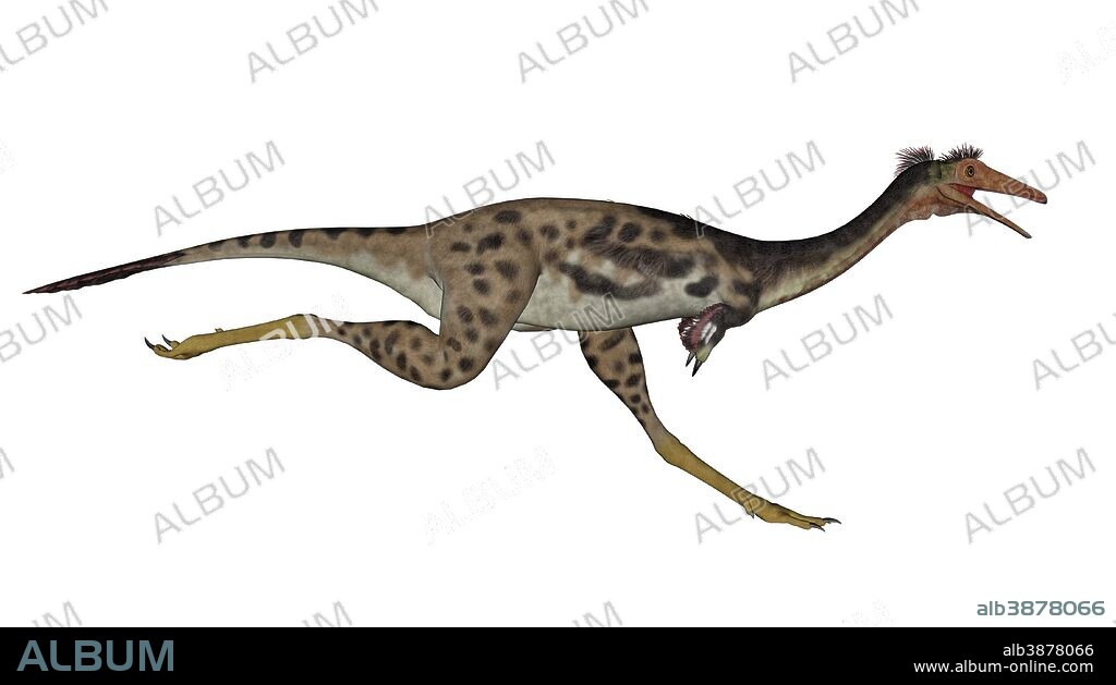 Mononykus dinosaur running, white background.