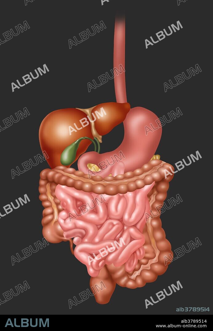 Illustration of the human digestive system.
