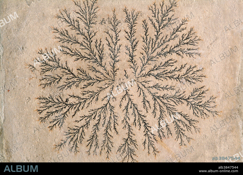 Dendrite, Lithographic Slate, Upper Jurassic, Bavaria, West Germany. The patterns form from dissolved manganese and iron oxides that percolate along fractures and bedding planes in the rock.